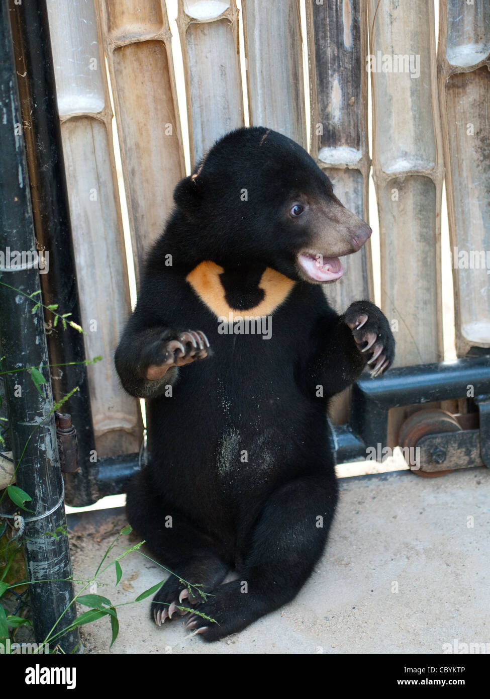 Un simpatico: la malese, sun Bear Cub a liberare la porta, un wildlife rescue center a Phnom Tamao, Cambogia. Foto Stock