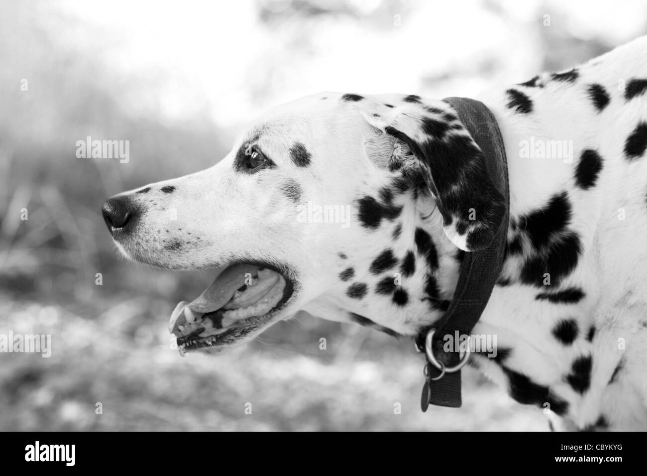 Ritratto di profilo di un dalmata di ansimazione regolato a b/w Foto Stock