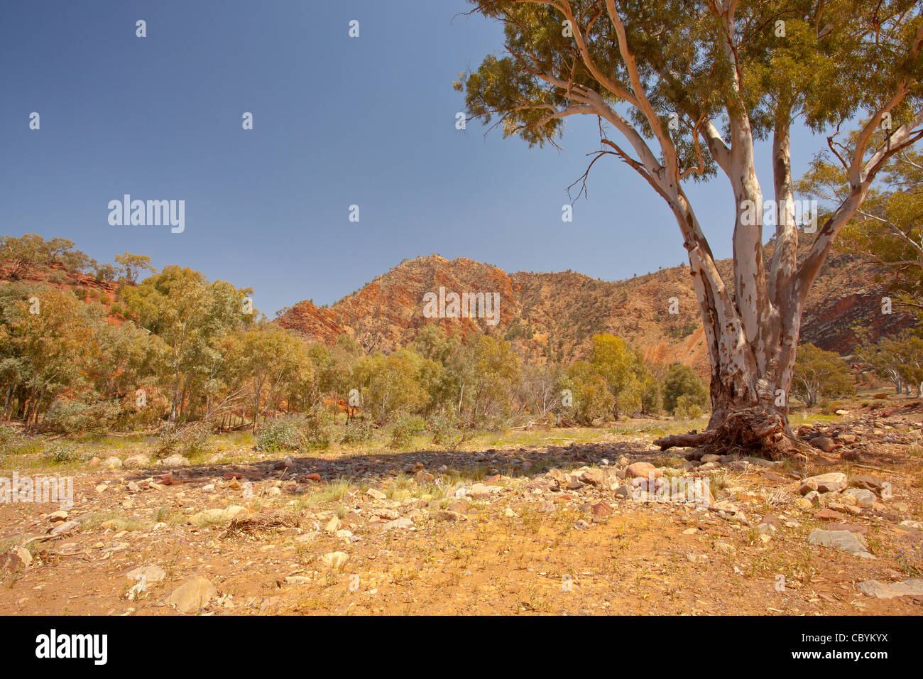 Robusto Brachina Gorge in Ikara Flinders Ranges National Park in outback South Australia, Australia Foto Stock