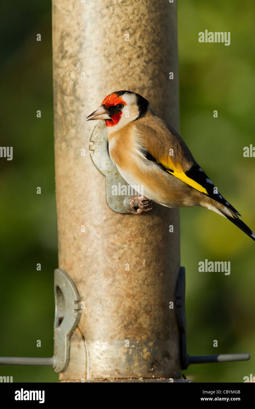 Cardellino Carduelis caduelis (Fringillidae) uccello adulto Foto Stock