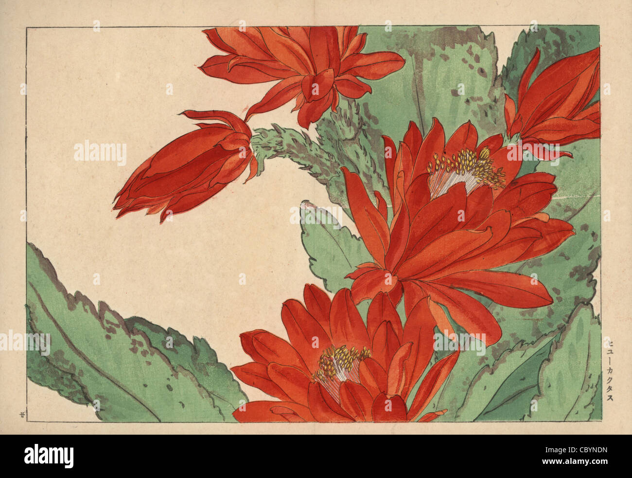 Crimson cactus flower, Cactus speciosus. Foto Stock