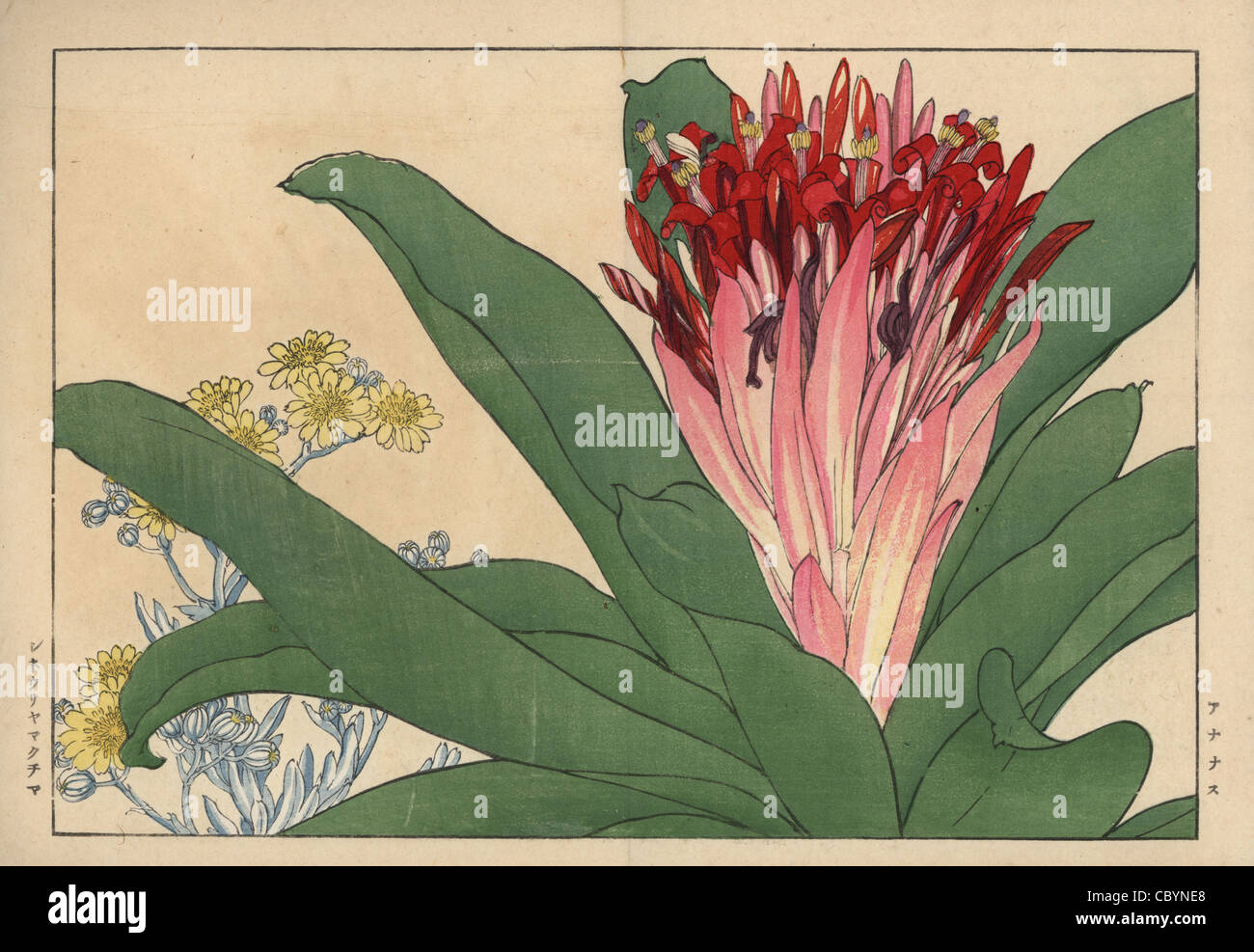 Fiore di ananas, Ananas comosus, e cineraria, Cineraria maxima. Foto Stock