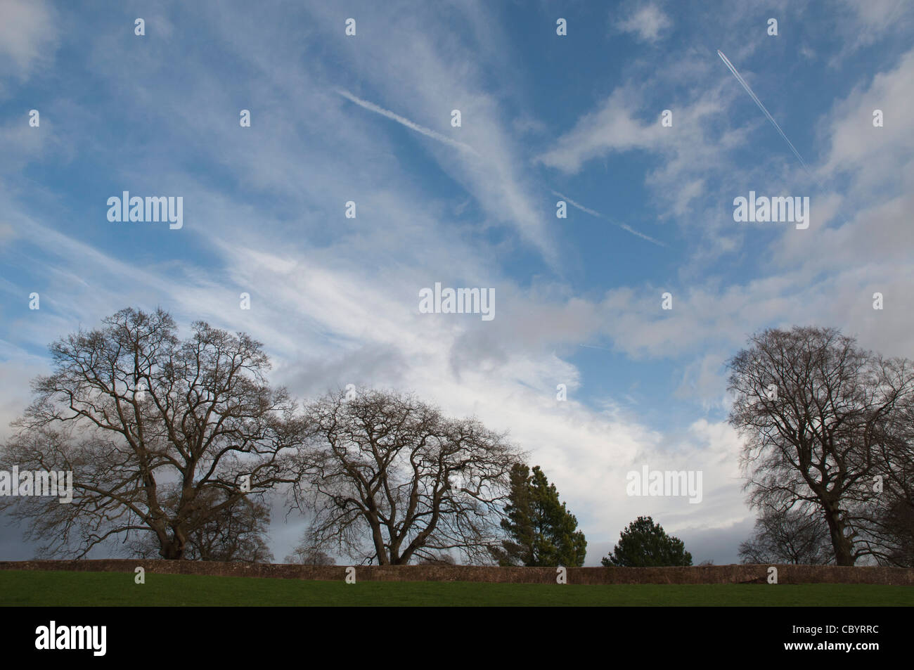 Stagliano alberi in inverno con cloudscape sfondo Foto Stock