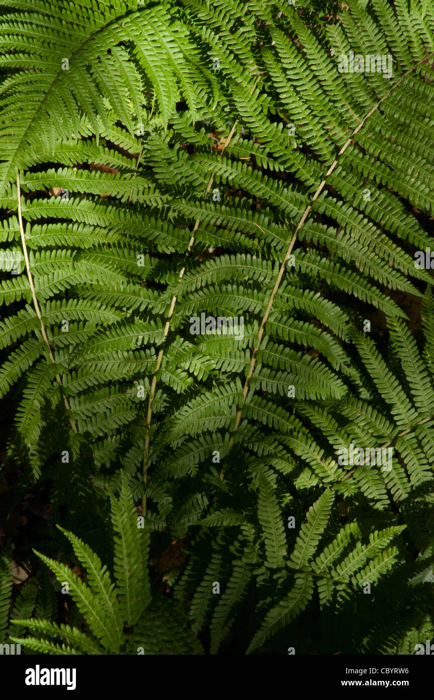 Foresta di felci Pteridophyta () in pezzata ombra Foto Stock