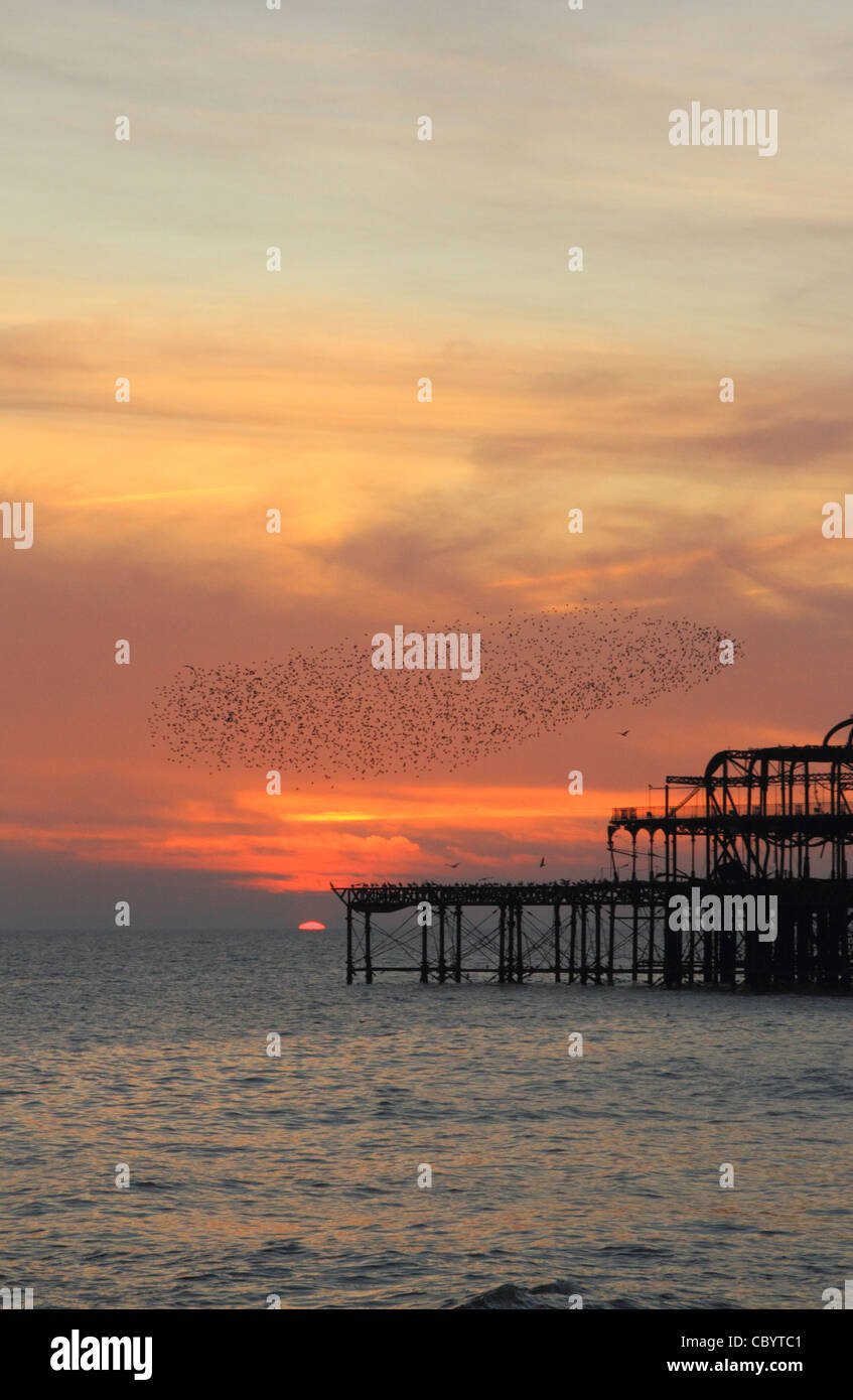 Un gregge di storni battenti intorno al Molo Ovest di Brighton, Sussex al tramonto in novembre Foto Stock