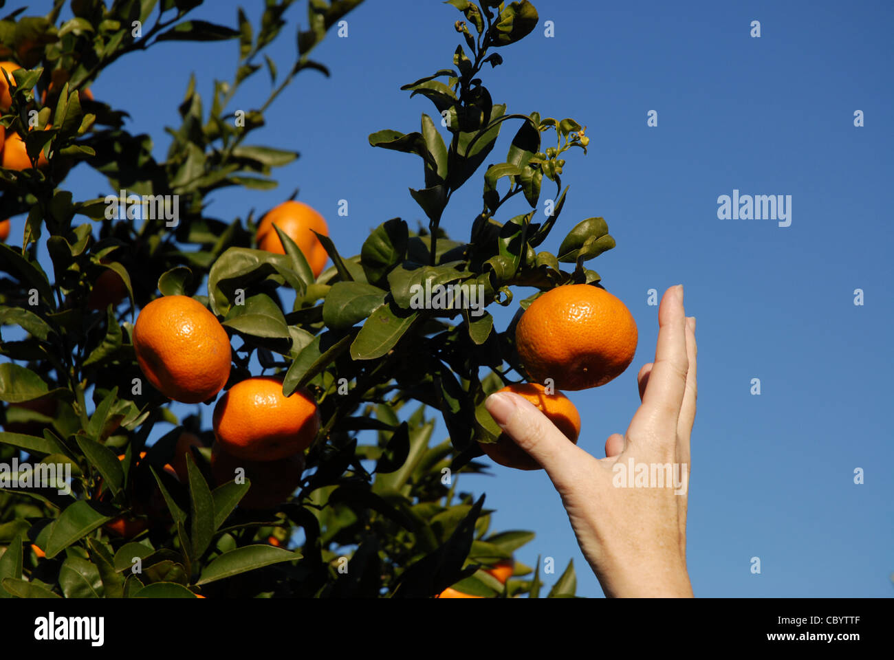 Donna di mano raggiungendo per mandarini arance sugli alberi, Pedreguer, Provincia di Alicante, Comunidad Valenciana, Spagna Foto Stock