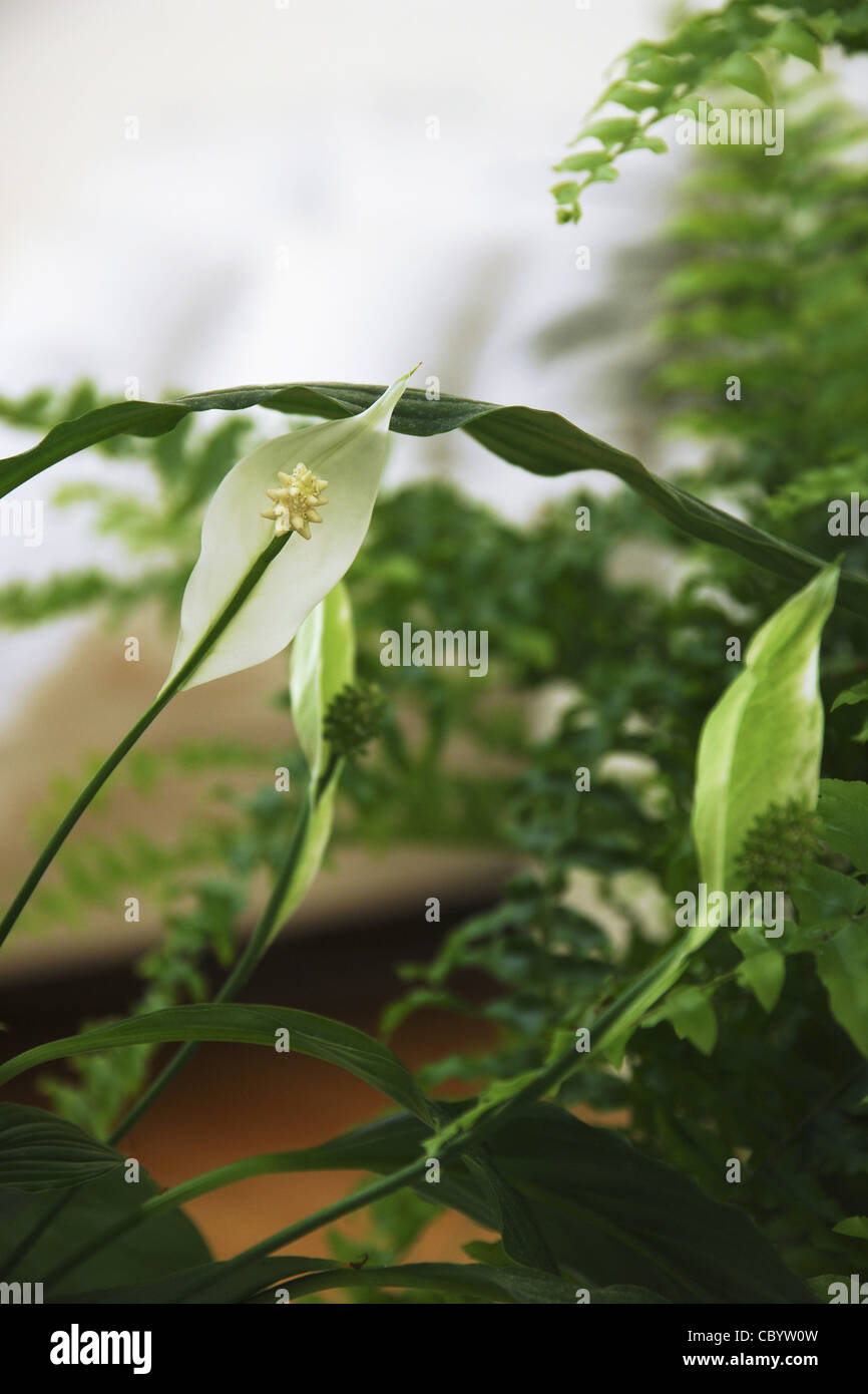 Giglio di pace o SPATHIPHYLLUM E FELCE IN UNA CAMERA DA LETTO, impianti di depurazione che assorbono floating tossiche particelle organiche Foto Stock