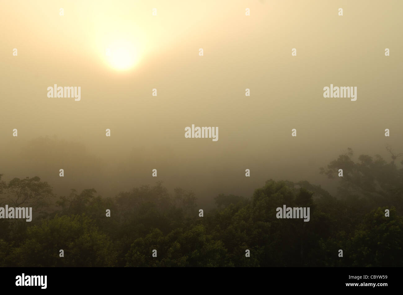 Le nebbie sorgere all alba nella giungla, come visto dalla cima del tempio IV in Tikal rovine Maya nel nord del Guatemala, ora racchiusi nel Parco Nazionale di Tikal. Foto Stock