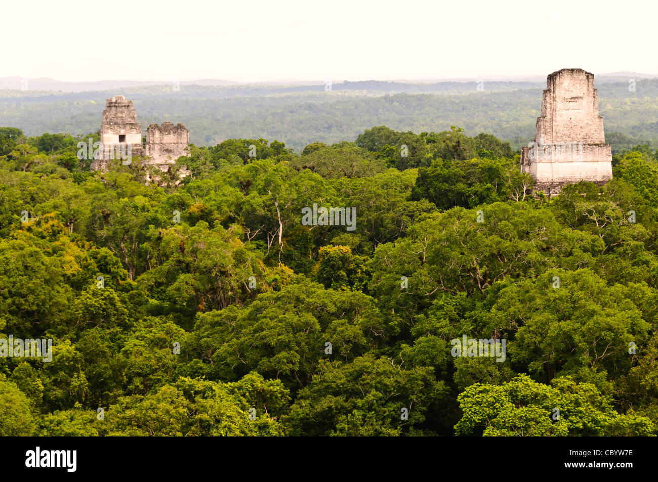 Vista della Tikal rovine Maya e la giungla baldacchino dalla cima del tempio IV, il più alto dei diversi piramidi presso il sito. Da sinistra a destra si può vedere la sommità del tempio 1 (il tempio della grande Jaguar), Tempio 2 (il Tempio delle Maschere), e tempio 3 (il Tempio del giaguaro sacerdote). Da questo punto di vista si può guardare e ascoltare scimmie urlatrici, scimmie ragno e molti uccelli si muove attraverso le cime degli alberi. Foto Stock