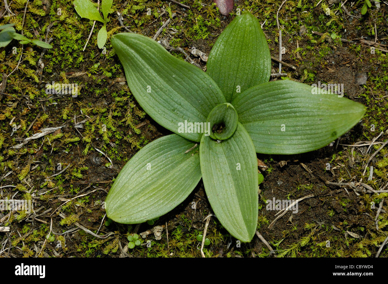 Inizio Spider Orchid (Ophrys sphegodes) Foto Stock