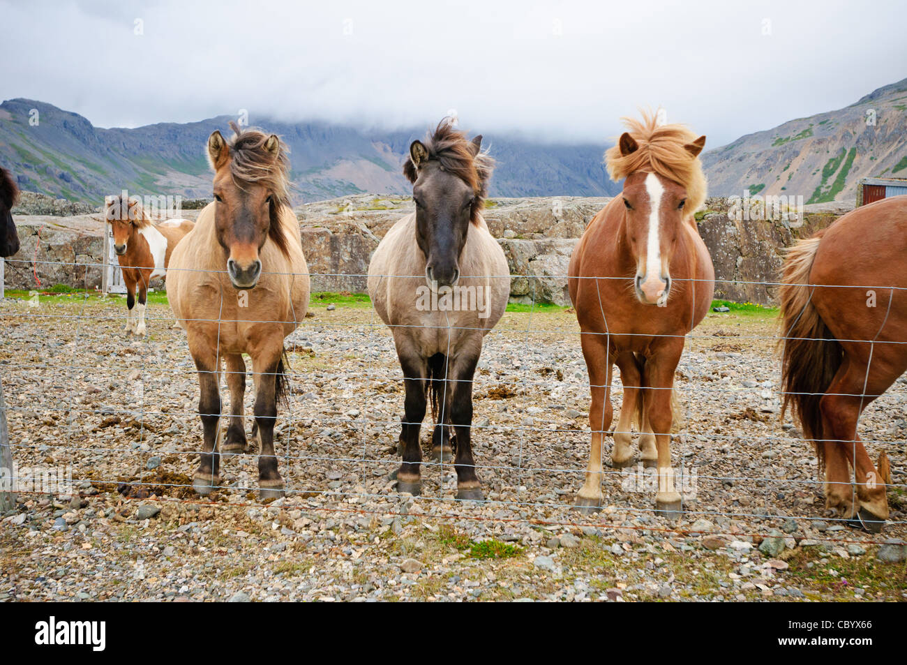 Cavalli guardando dritto. Lungo la costa sud dell'Islanda. Foto Stock