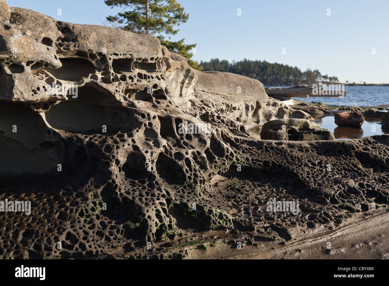 Fori poroso corroso in arenaria sulle rive del Gabriola Island Foto Stock
