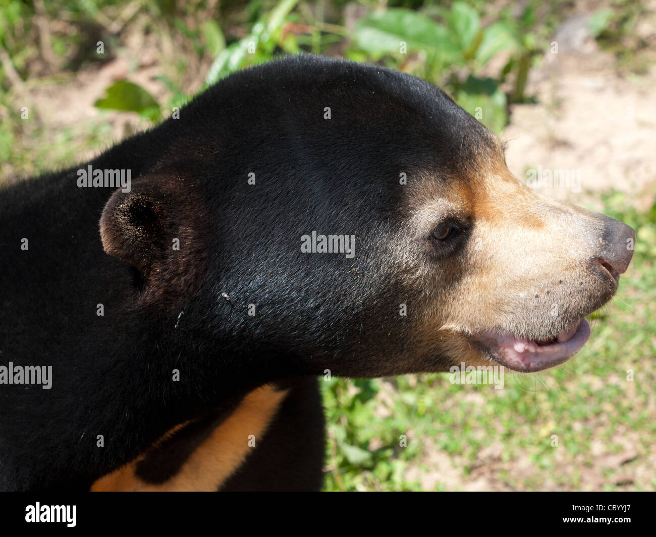 Un felice: la malese orso sun. Foto Stock