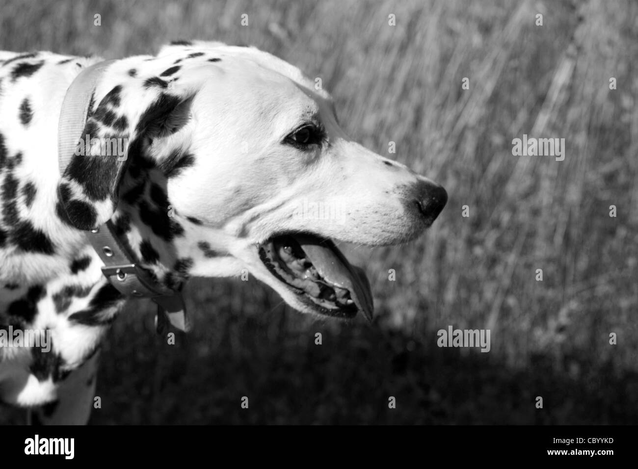 Ritratto di profilo di un dipinto del cane dalmata regolato a b/w Foto Stock