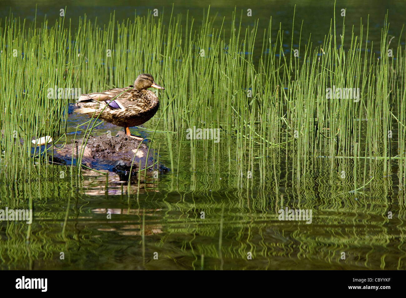 Femmina Mallard duck in appoggio sul tronco galleggiante Foto Stock