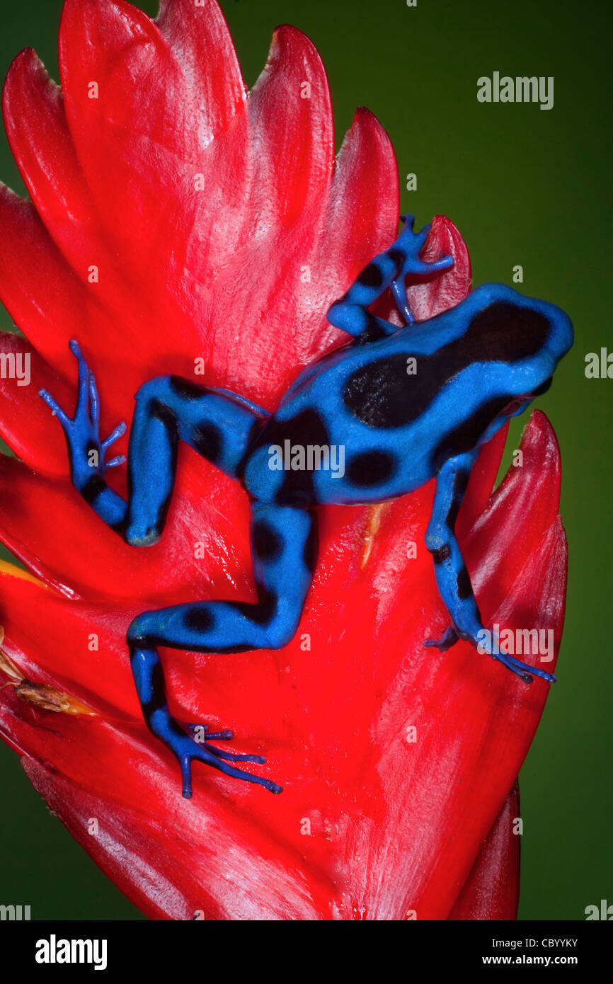 Verde e nero rana dart (Dendrobates auratus), modulo blu. Foto Stock