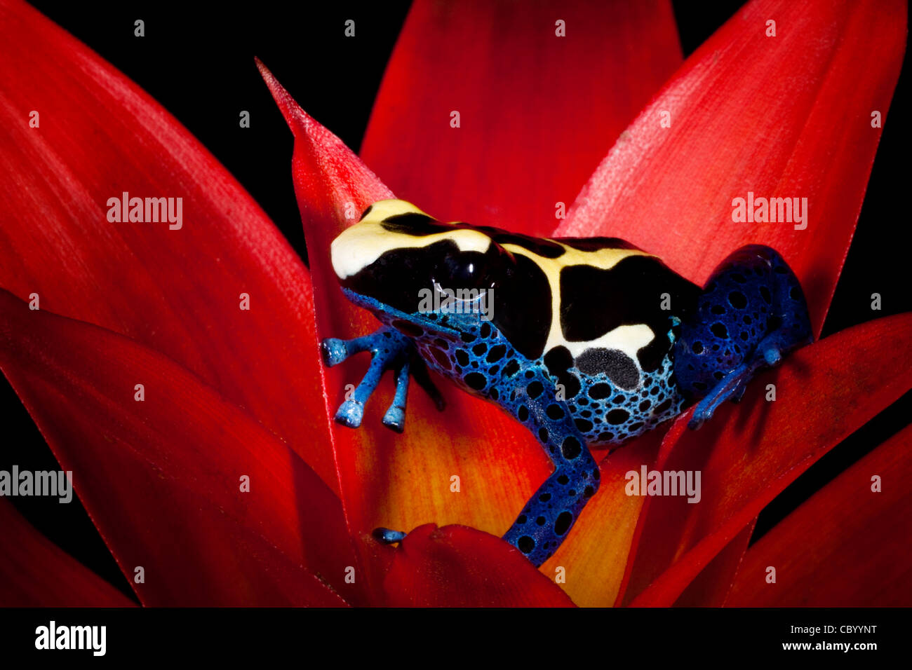 Tintura di rana Dart (cobalto) (Dendrobates tinctorius) sul fiore Heliconia. Foto Stock
