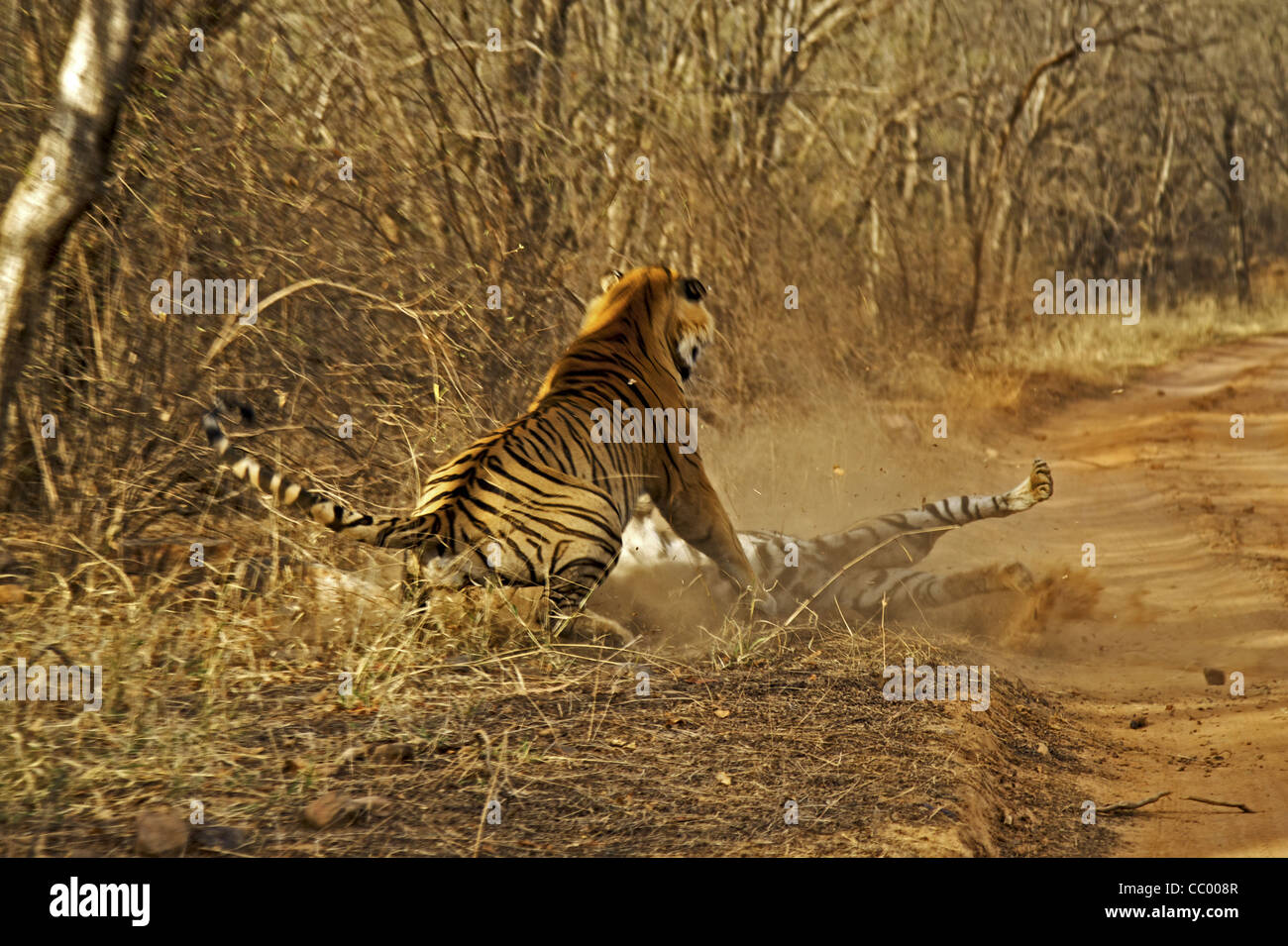 Due tigri - un maschio e una femmina - combattimenti in Ranthambhore national park Foto Stock