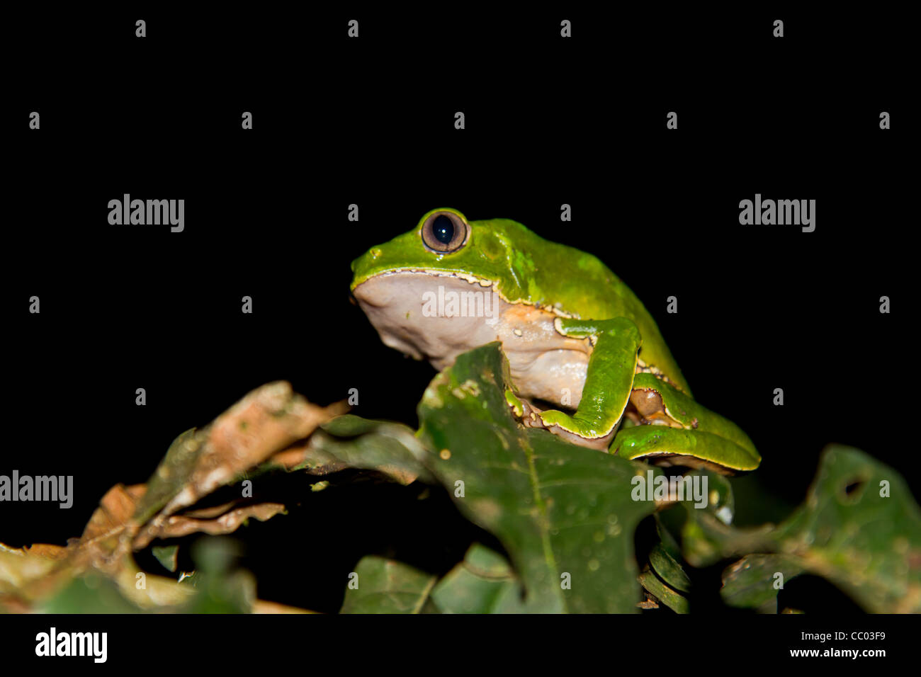 Enorme scimmia verde raganella selvaggio dell'amazzonia Perù Foto Stock