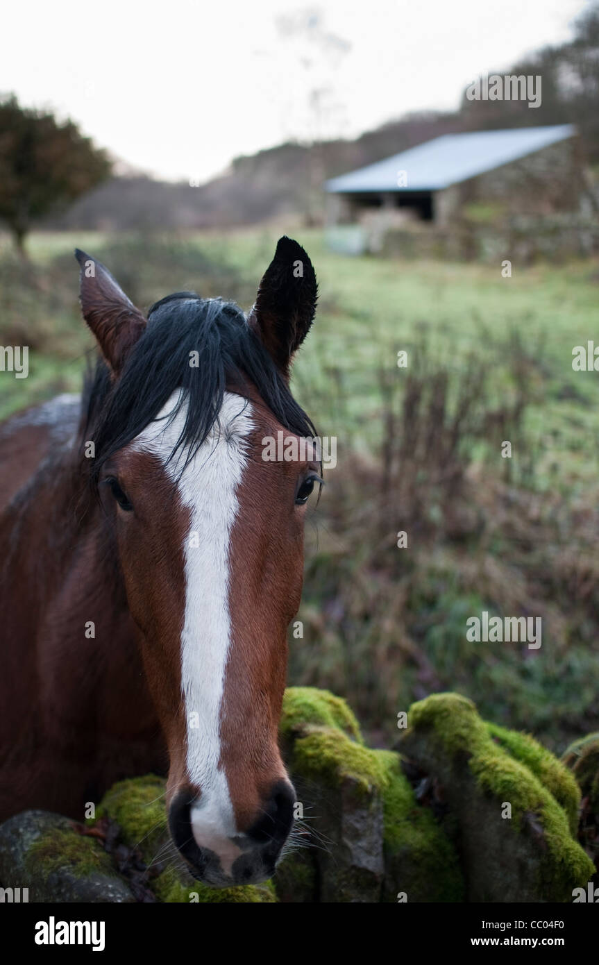 Un bel cavallo marrone con una striscia bianca verso il basso la sua faccia in piedi dietro una parete in un campo di Hexhamshire, Northumberland, Regno Unito. Foto Stock