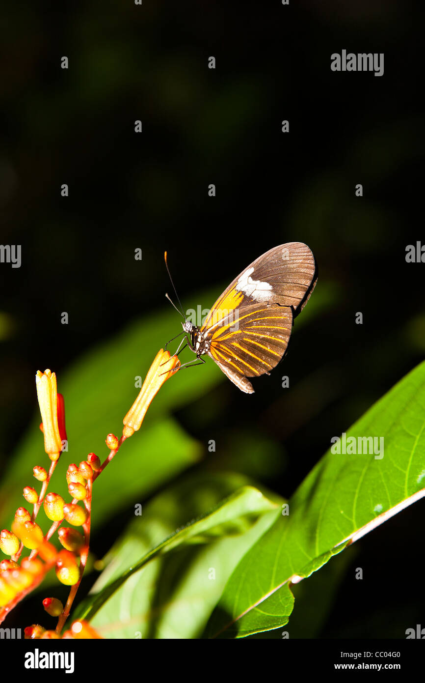 Adulto portalettere Butterfly Foto Stock