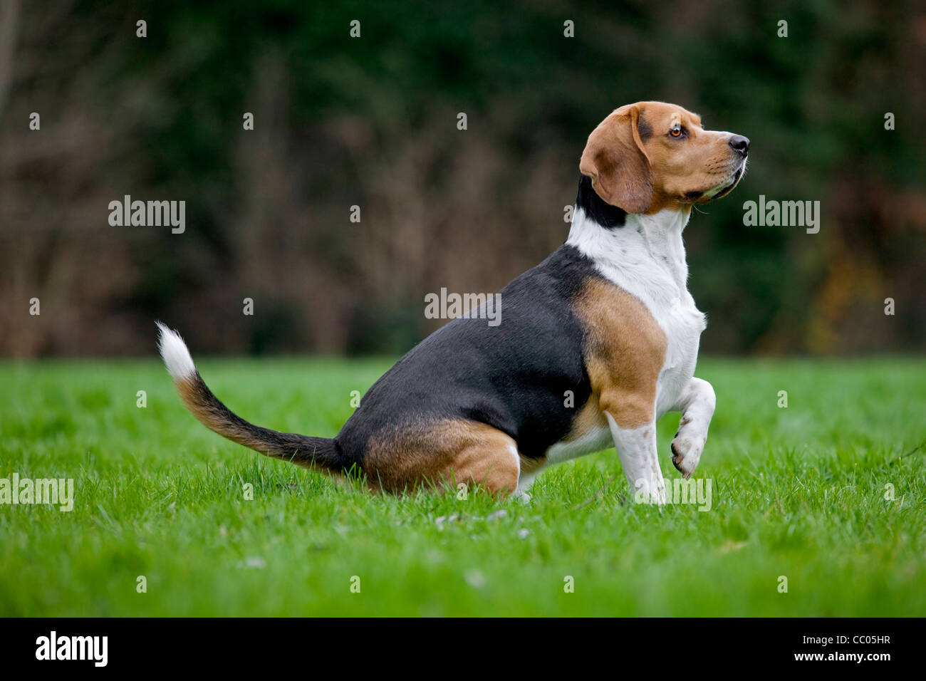 Tricolore cane Beagle seduti in giardino Foto Stock