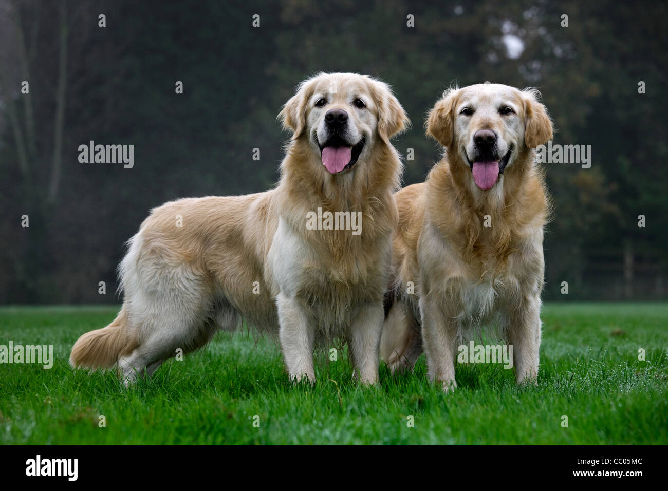 Giovane Golden Retrievers in giardino Foto Stock