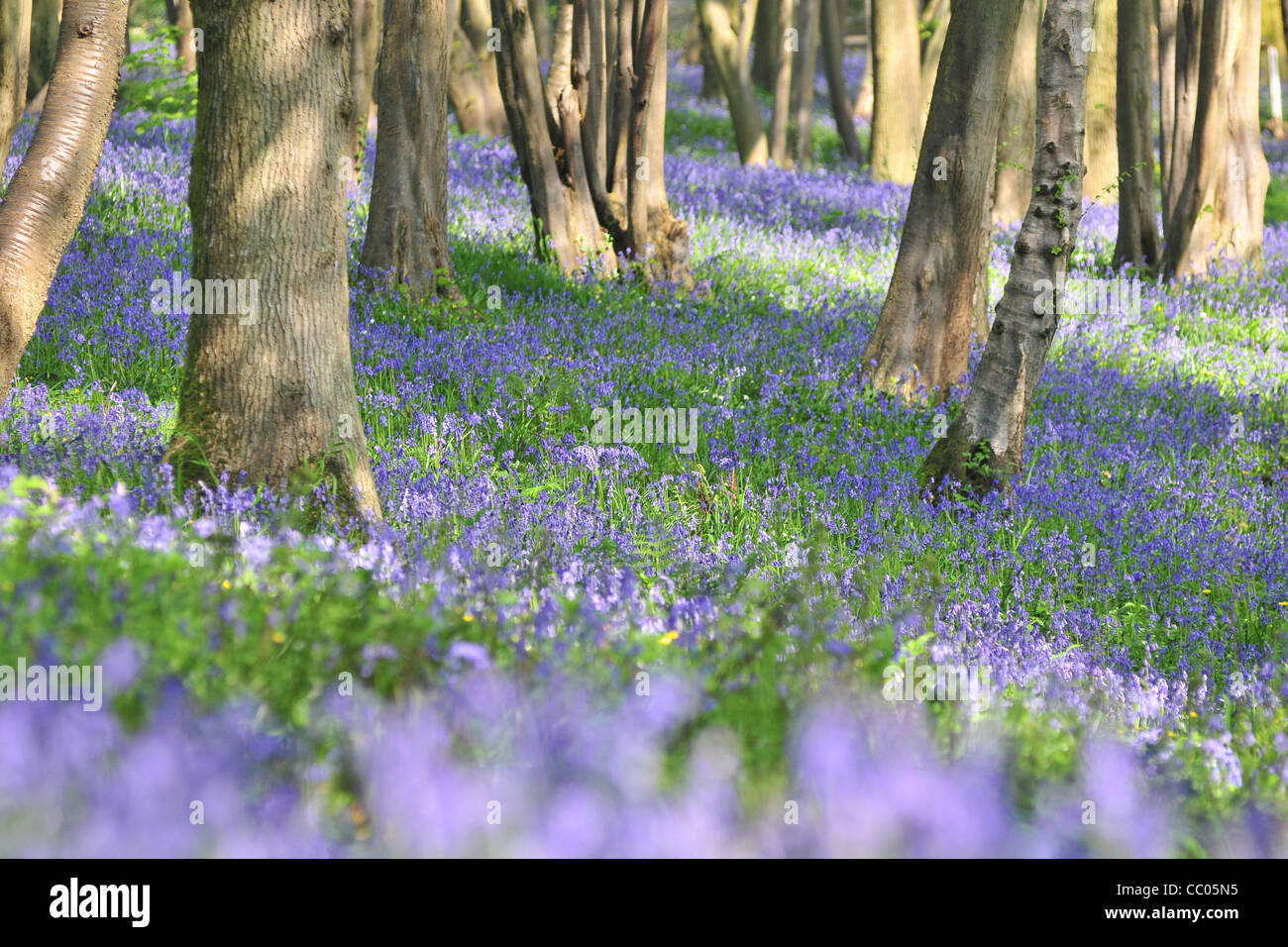 Il BOIS DE CISE NELLA PRIMAVERA COPERTI IN WILD giacinto, AULT, baia di Somme, SOMME (80), Francia Foto Stock