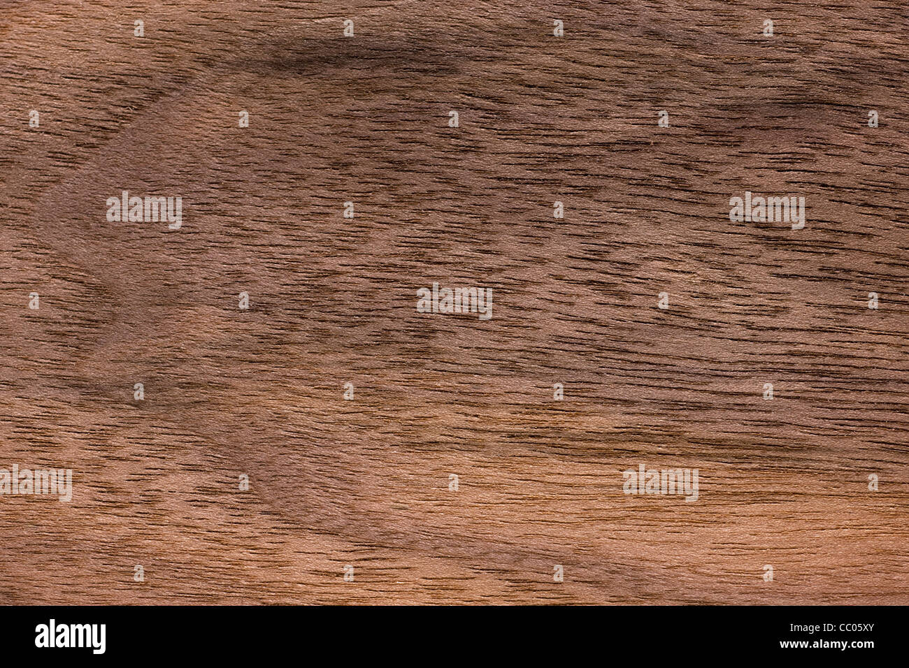 A grana di legno dell'est di mallo di noce nera (Juglans nigra), America del Nord Foto Stock