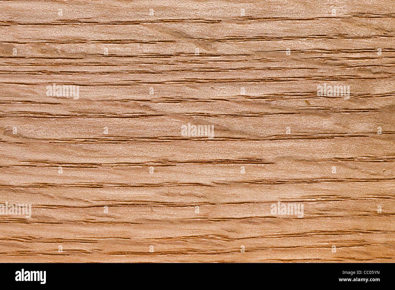 A grana di legno del nord della quercia rossa / champion quercia (Quercus rubra / Quercus borealis), America del Nord Foto Stock A grana di legno del nord della quercia rossa / champion quercia (Quercus rubra / Quercus borealis), America del Nord Foto Stock