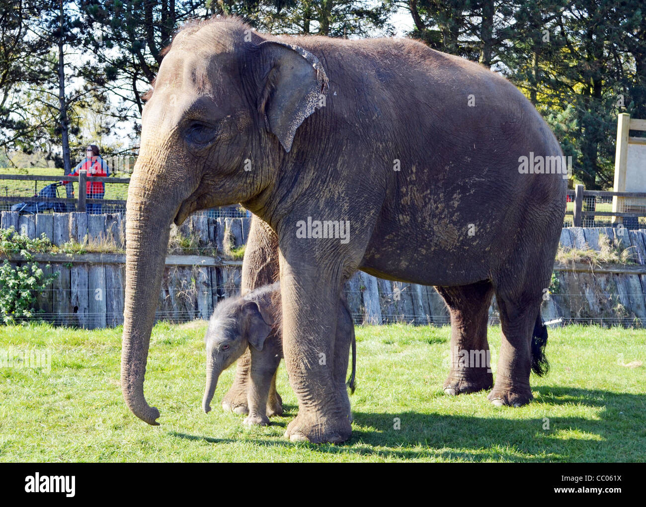 Più piccolo elefante bambino mai nato a Whipsnade Zoo. Foto Stock