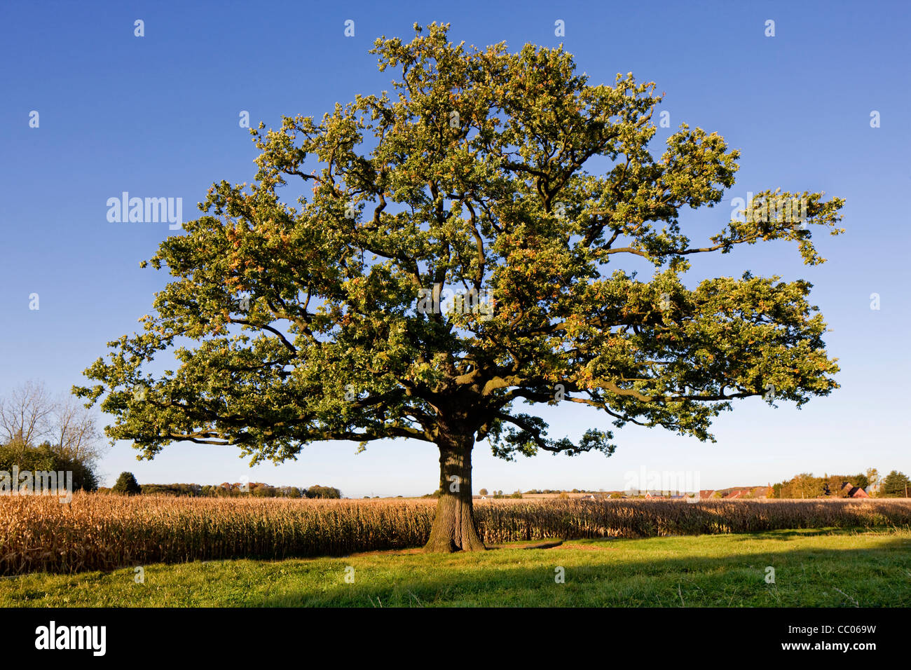 Lonely inglese / Quercia farnia (Quercus robur) nel campo in autunno, Belgio Foto Stock