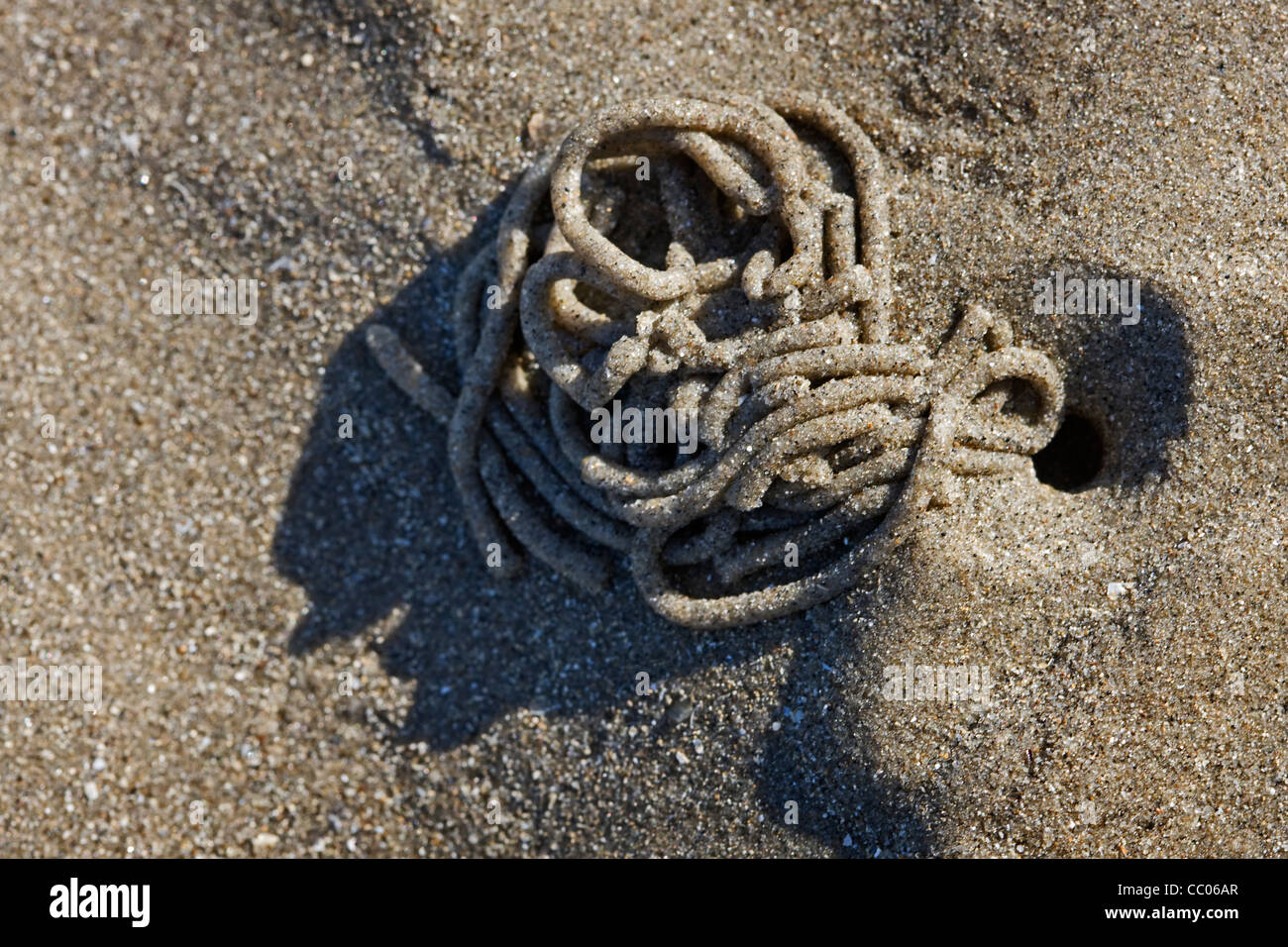 Europea (Lugworm Arenicola marina) cast di sedimento defaecated sulla spiaggia con la bassa marea, il Mare del Nord, Belgio Foto Stock