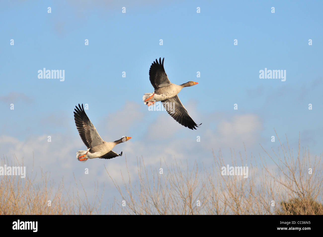 Volo di oche selvatiche, MARQUENTERRE PARCO, baia di Somme, SOMME (80), Francia Foto Stock