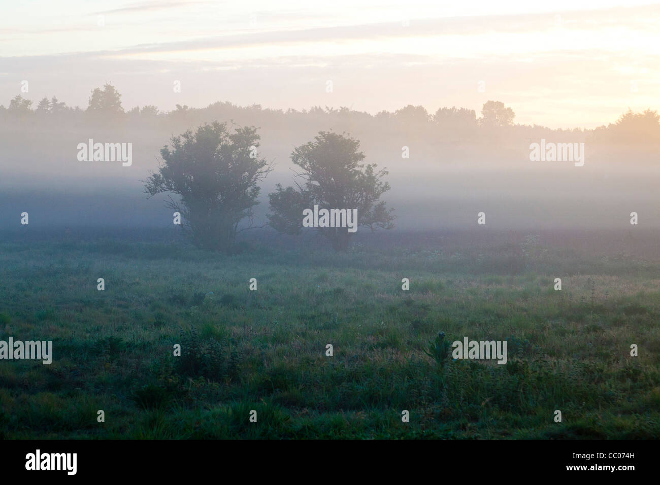 Early Morning mist nella campagna di Suffolk, Regno Unito Foto Stock