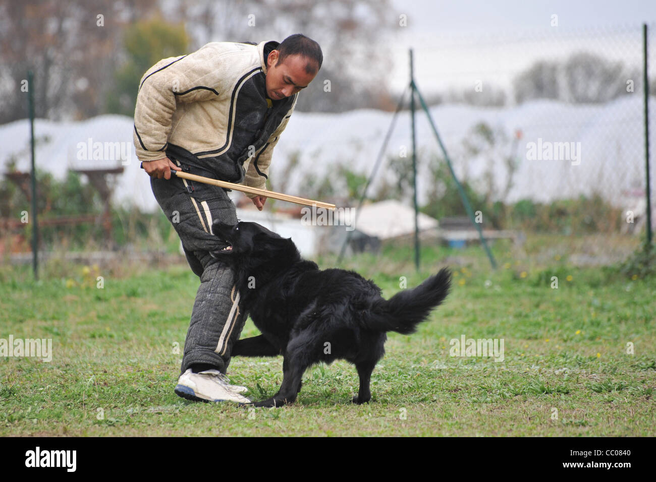 Sheepdog belga gronendal in una competizione di anello Foto Stock