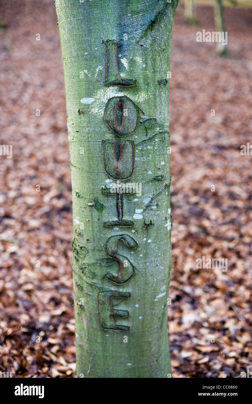 LOUISE ragazze nome scolpito su albero nel bosco a Hay-on-Wye Powys Wales UK Foto Stock
