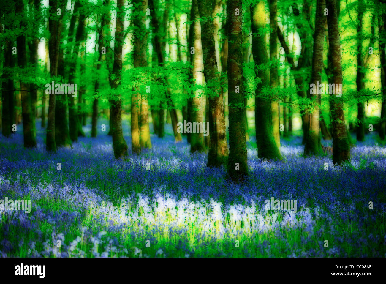 Bluebell boschi . L'Irlanda Foto Stock