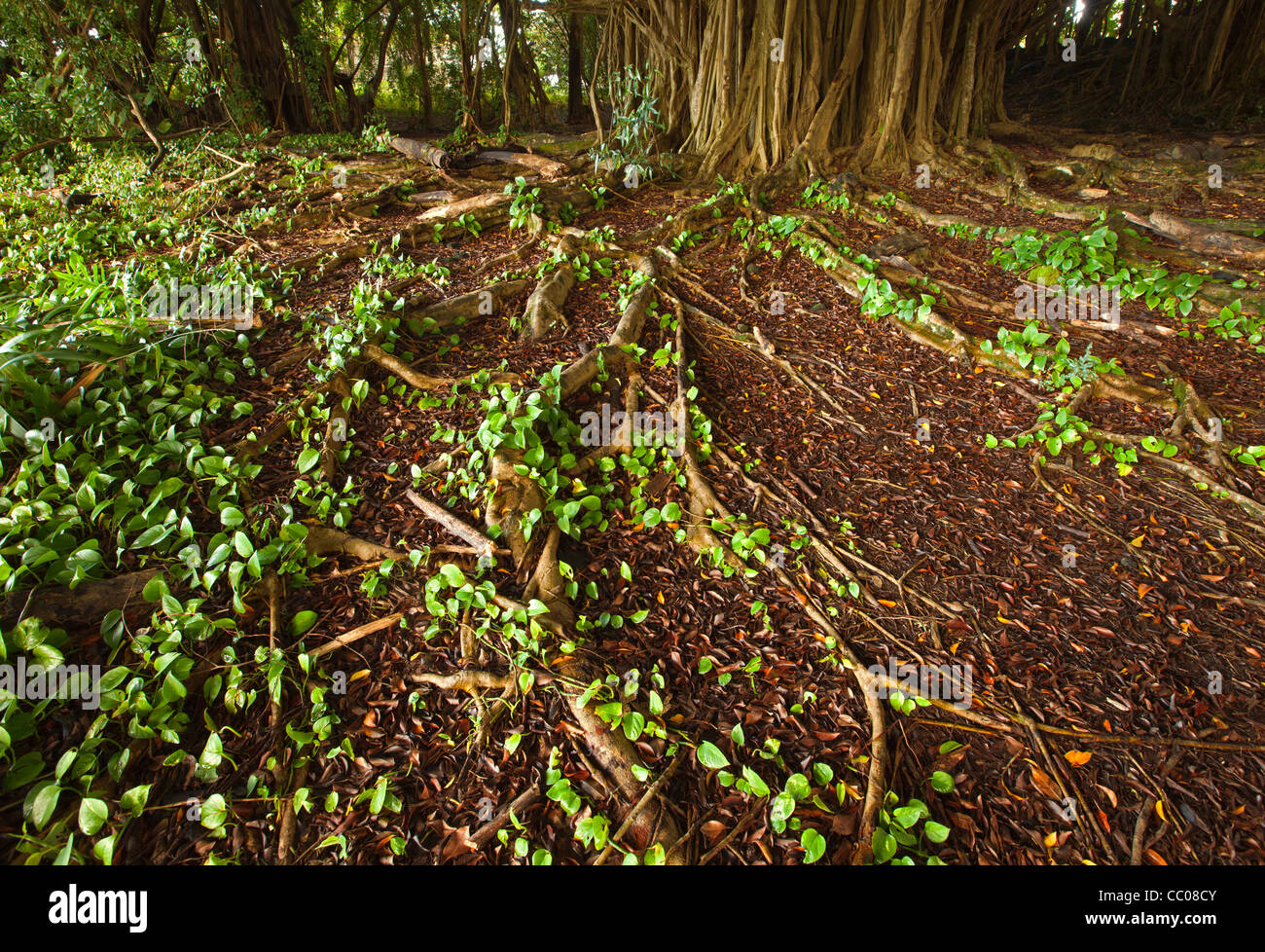 Le radici del Banyan Tree Foto Stock