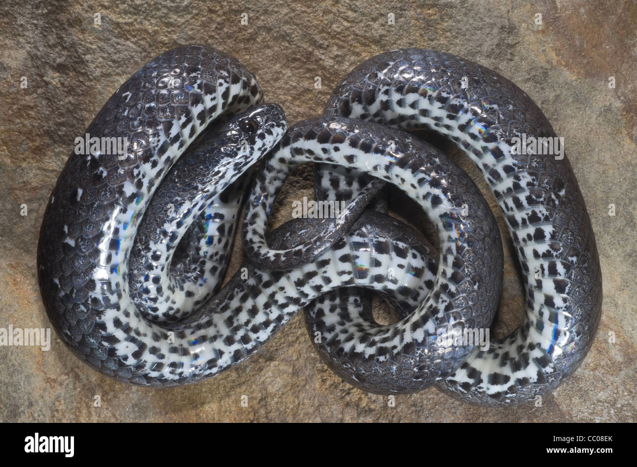 Il Comune Slug Snake (Pareas monticola) una lumaca serpente mangiare da Nagaland Foto Stock