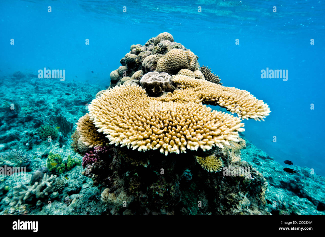 Plate Coral Swains Reef Queensland Australia // SWAINS REEF, Australia - una vista subacquea delle formazioni coralline a placca nelle acque poco profonde di Swains Reef, parte del sistema della grande Barriera Corallina al largo della costa del Queensland, Australia. Le strutture piane e circolari dei coralli a placca creano un paesaggio sottomarino unico in questo ecosistema marino diversificato. Foto Stock