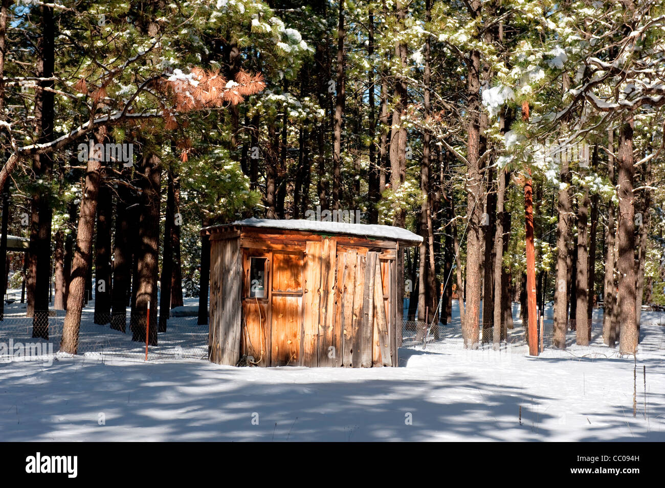 Una piccola cabina shack sepolto nel deserto alberi circondata da neve. Foto Stock