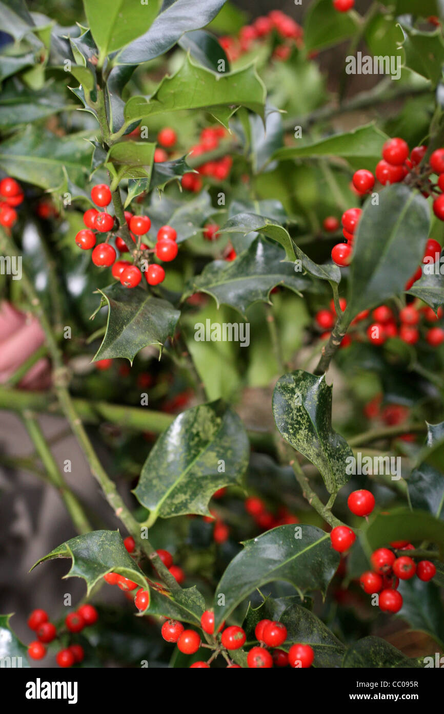 Uomo di agrifoglio di raccolta per il Natale in un legno Foto Stock