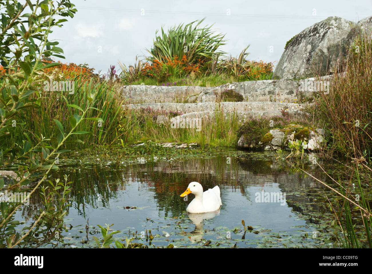 Anatra bianco con giallo bill da solo in una graziosa piscina contornata con naturale piantagione, rocce di granito e fiori monbretia. Foto Stock