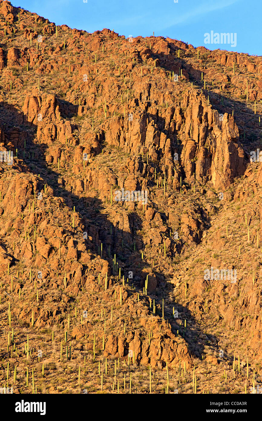 Cactus Saguaro, una struttura dimensionata cactus nativo del deserto di Sonora, il coperchio sulle colline vicino a Tucson, AZ Foto Stock