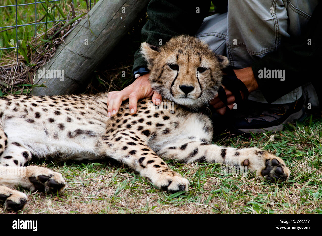 Ghepardo a Spier Cheetah del Santuario Foto Stock
