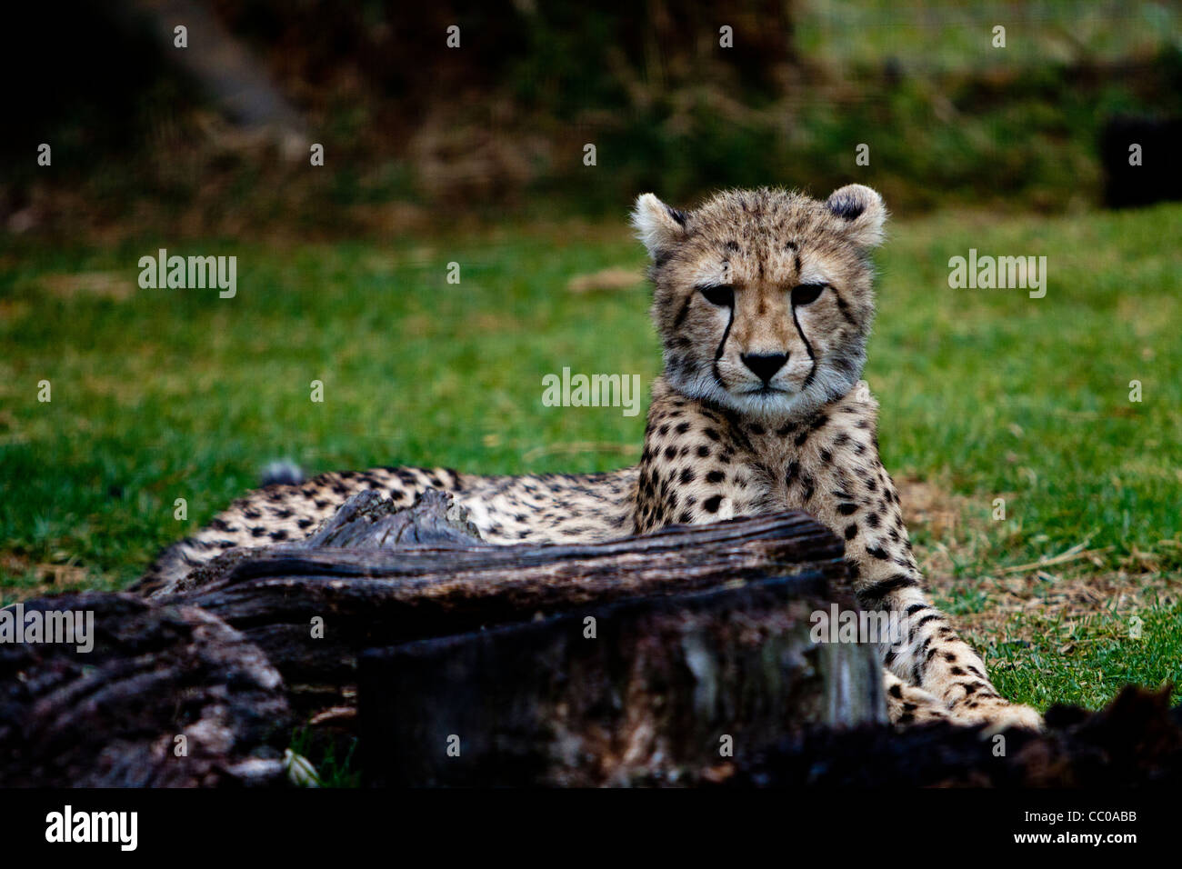 Ghepardo a Spier Cheetah del santuario Foto Stock