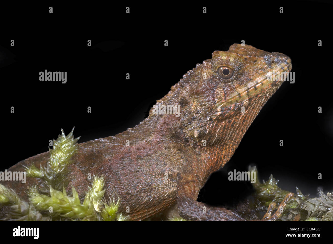 ANDERSON'S MOUNTAIN LIZARD , Japalura andersoniana, una specie di drago da nordest dell India Foto Stock