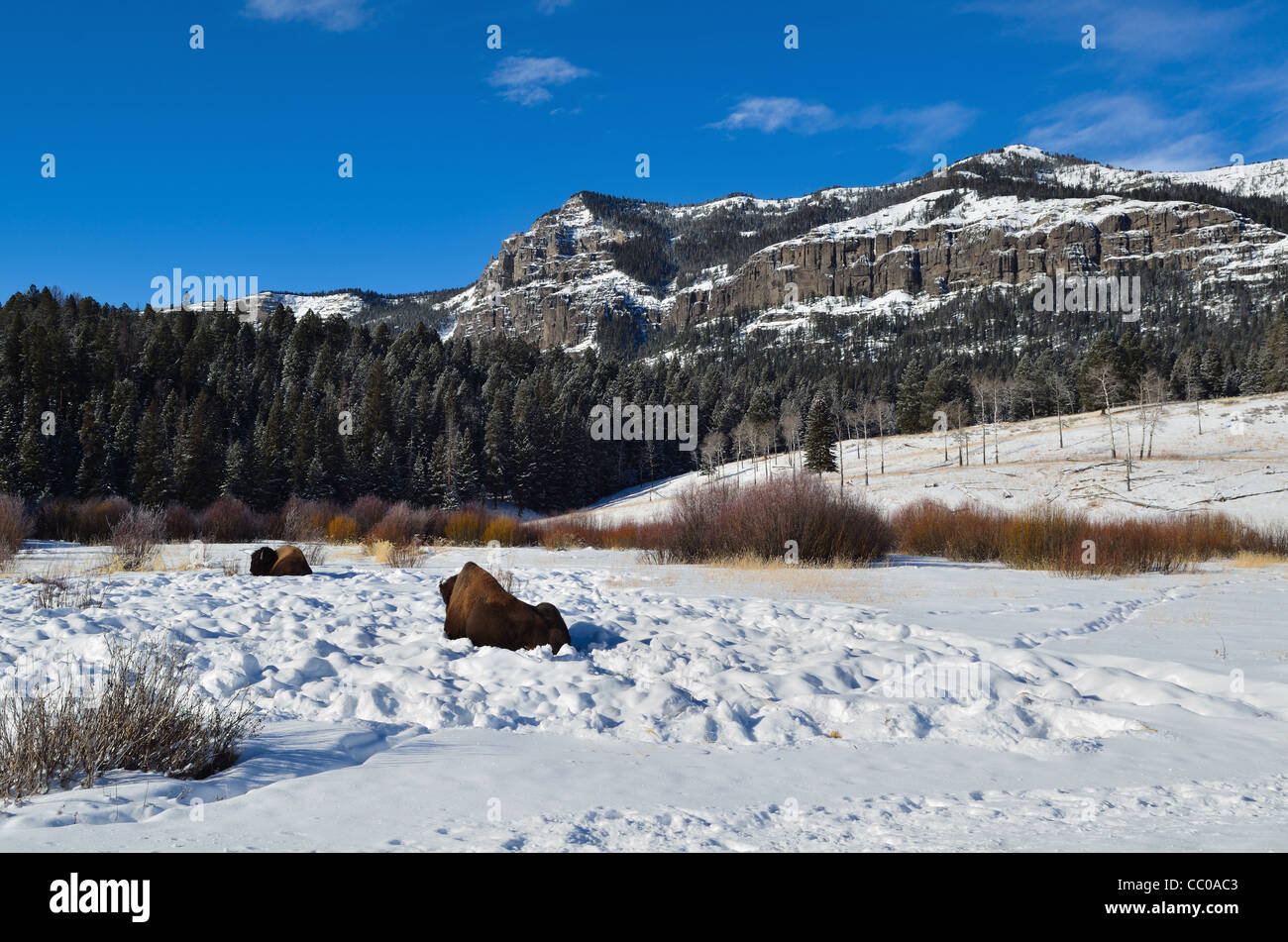 Bison appoggiata nella neve. Parco Nazionale di Yellowstone, Wyoming negli Stati Uniti. Foto Stock Bison appoggiata nella neve. Parco Nazionale di Yellowstone, Wyoming negli Stati Uniti. Foto Stock
