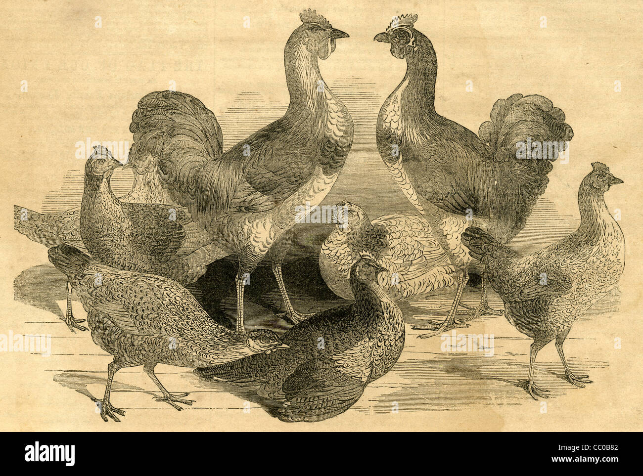 1854 incisione, Queen Victoria's la Cocincina Galli e galline. Foto Stock